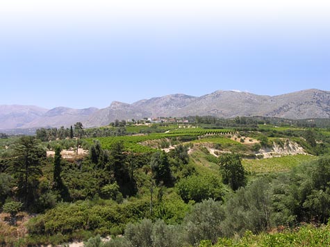 Αμπέλια στο Μαλεβύζι Μαλεβύζι